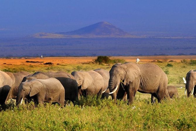 5-Day Amboseli, Tsavo West & Tsavo East Safari