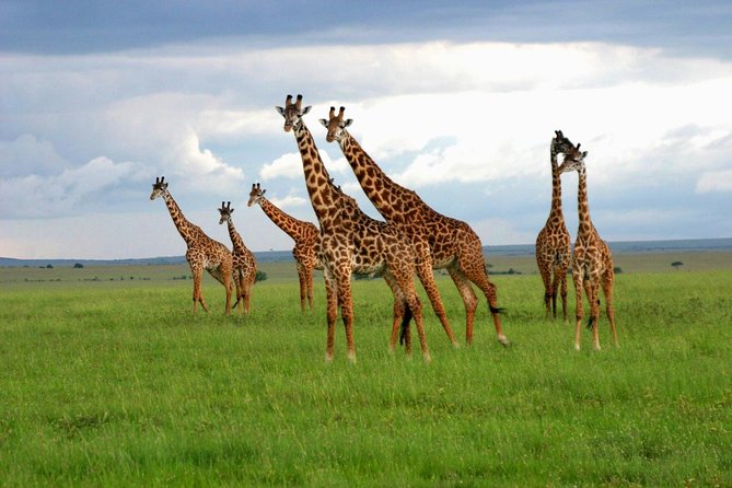 5-Day Manyara, Serengeti and Ngorongoro Camping Safari From Arusha - Meeting and Pickup Details