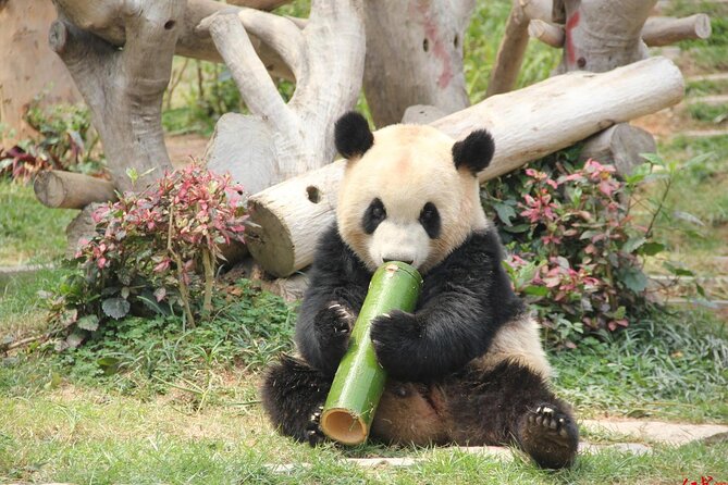 5 Day Natural Panda Paradise Tour in Chengdu - Accommodation Details