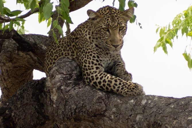 5 Day Nature Experience Mikumi and Ruaha + Ismila Stone Age+Maasai Culture - Transportation Details