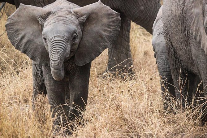 5 Days 4 Nights Mt Kenya, Samburu, Olpejeta Safari