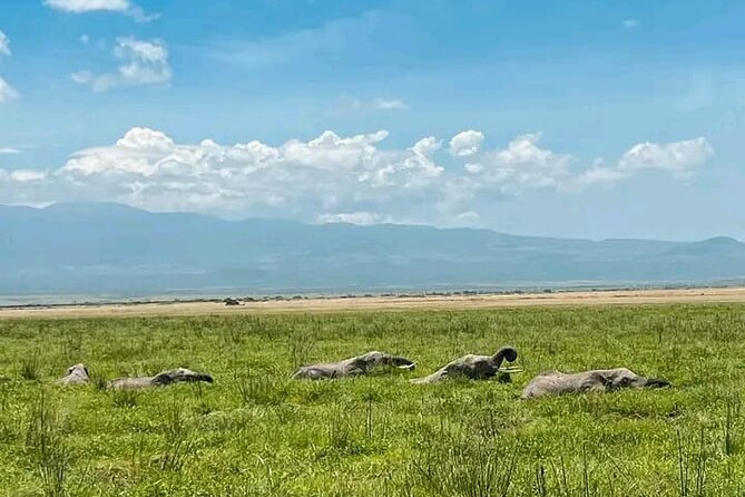 5 Days Amboseli, Lake Nakuru and Masai Mara Safari - Safari Highlights