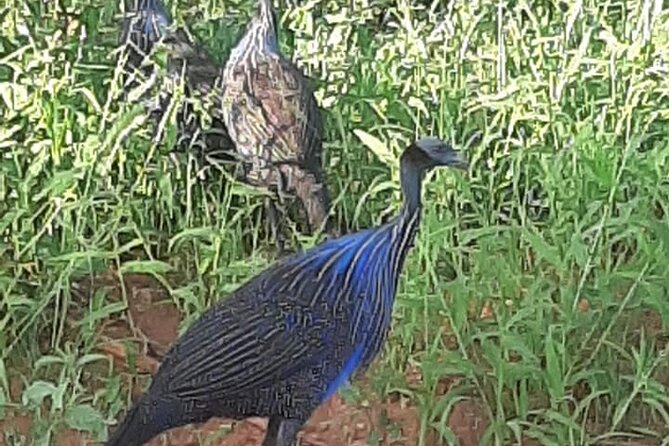 5 Days Bird Watching Safari.