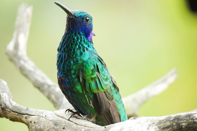 5-Days Birding: Adventure in the Central Andes of Colombia