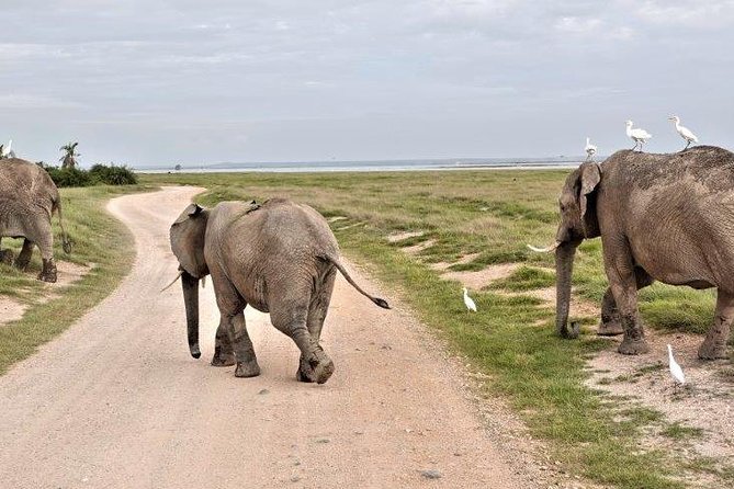 5 Days Camping Budget Safari to Manyara Serengeti and Ngorongoro National Parks