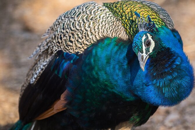 5 Days Golden Triangle Tour With Bird Watching{Delhi Agra Jaipur Bharatpur Tour} - Tour Itinerary