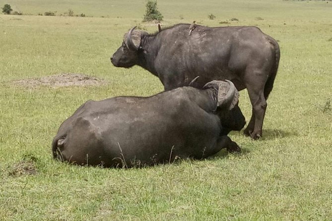 5 Days Kenya Adventurous Safari - Safari Accommodations