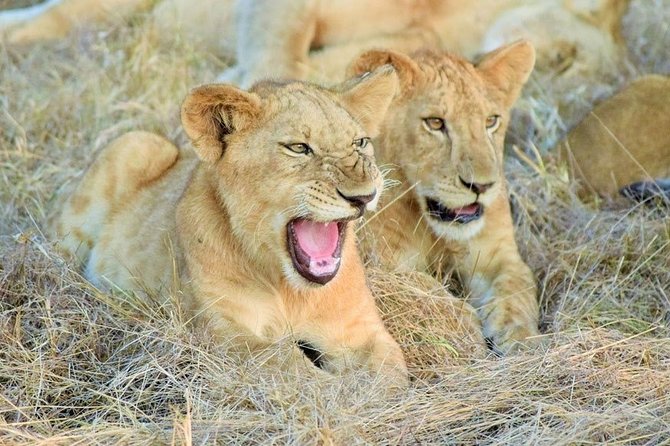 5 Days Luxury Lodge Safari To Lake Manyara / Tarangire, Serengeti & Ngorongoro. - Accommodation Details