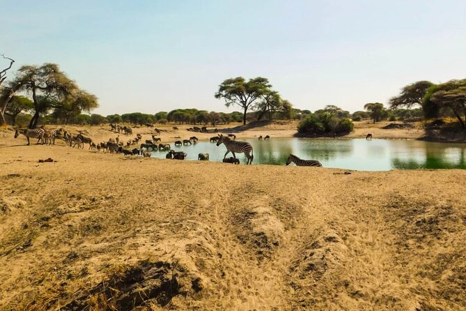 5 Days Mid-Range Lodge Safari To Lake Manyara , Serengeti & Ngorongoro. - Itinerary Highlights