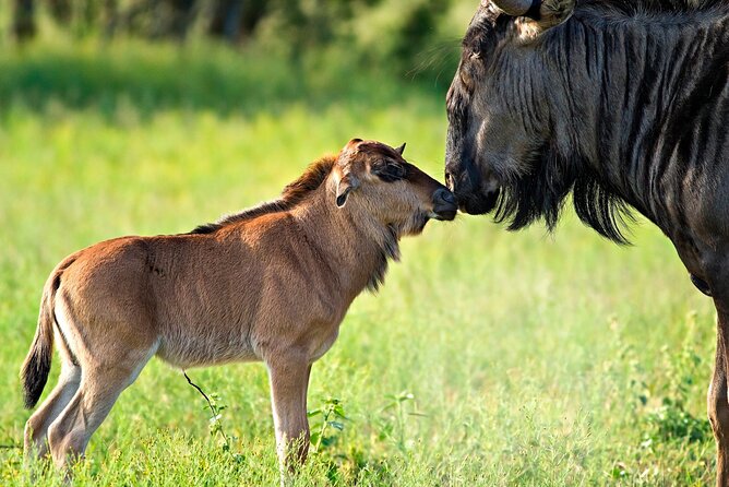 5 Days Private Safari Tarangire, Ngorongoro, Serengeti in the Calving Season