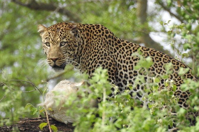 5-Days Private Safari Tour in Mikumi and Nyerere National Park