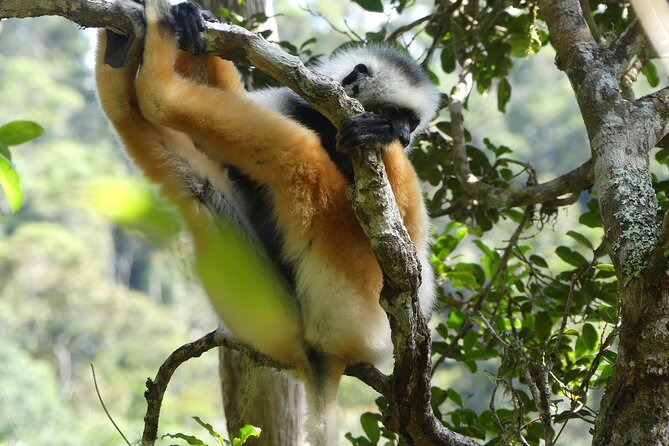5 Days Private Tour in Eastern Madagascar - Itinerary Overview