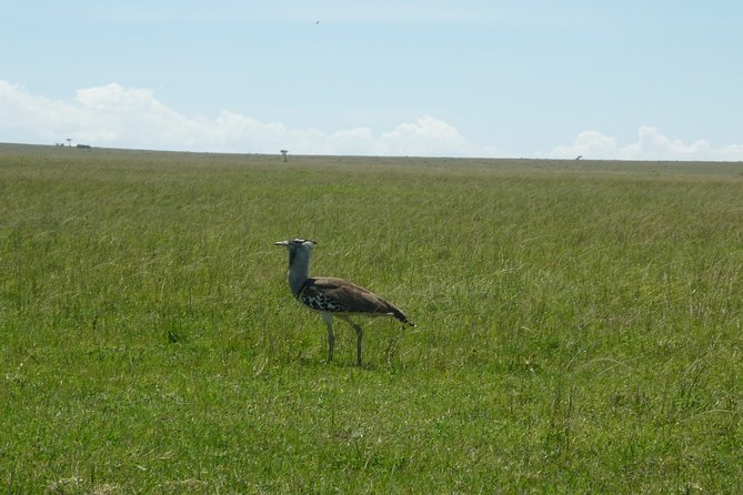 5 Days Safari to Lake Bogoria N/R, Lake Nakuru N/P and Maasai Mara N/R.