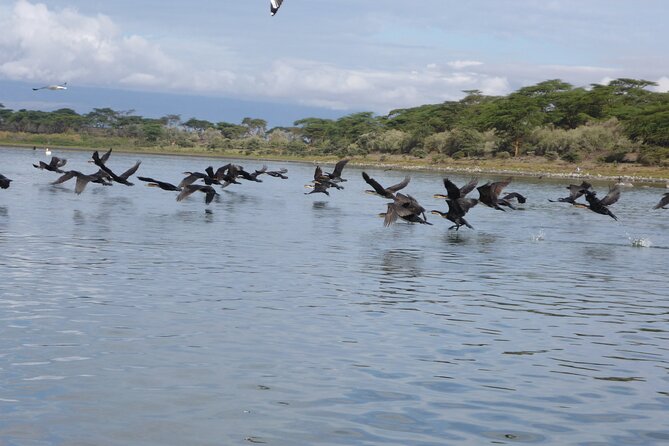 5 Days Safari to Lake Naivasha, Hells Gate N/P, Maasai Mara N/R.