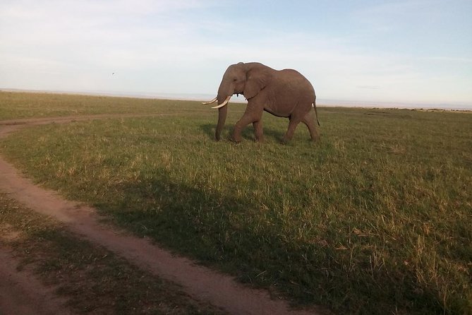 5 Days Safari to Maasai Mara N/R- Mid Range. - Overview of the Safari