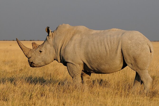 5 Days Sossusvlei, Swakopmund and Etosha NP Camping - Camping Accommodations