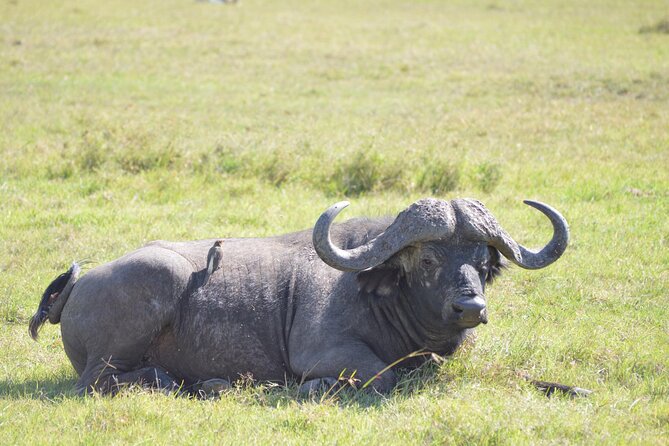 5 Days Trekking to Mt. Kenya, Sirimon-Chogoria Route. - Trek Overview