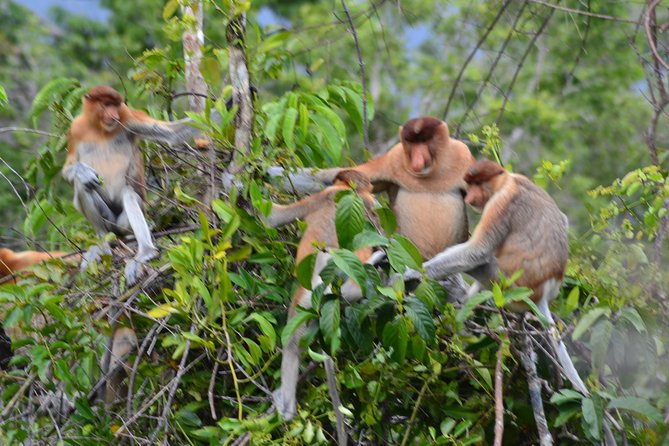 5 Days Truly Orangutan Tanjung Puting Wildlife & Dayak Arut