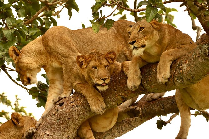 5 Days Uganda Gorilla and Wildlife Safari - Tour Itinerary