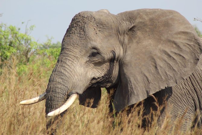 5 Days Uganda Wildlife Tour & Chimpanzee Habituation Experience - Tour Details