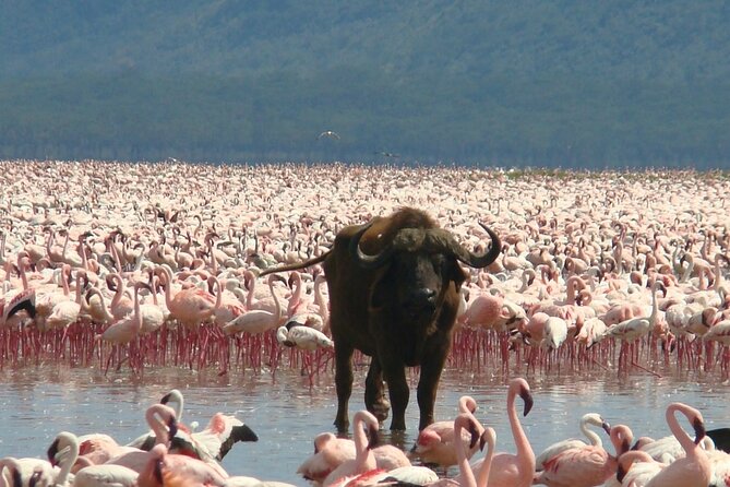 6-Day Amboseli, Nakuru, and Maasai Mara Safari on 4×4 Landcruiser