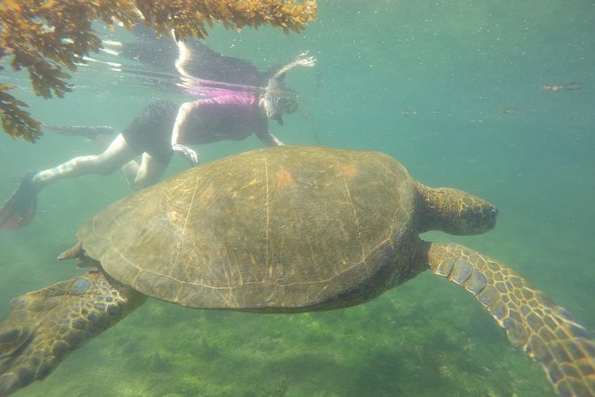 6-Day Galapagos Hotel-Based Tour: Snorkel,Hike,Wildlife in Isabela & Santa Cruz - Tour Details