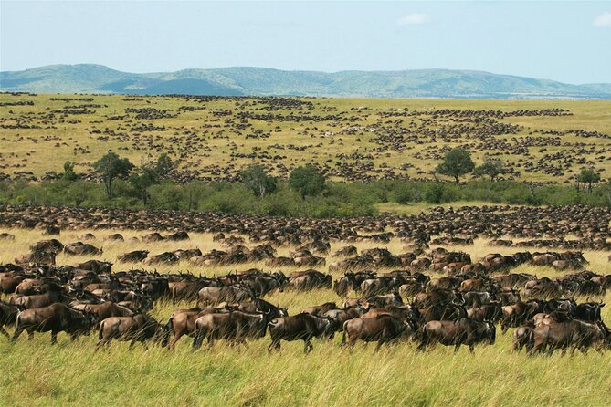 6-Day Private Tour in Samburu, Nakuru and Maasai Mara