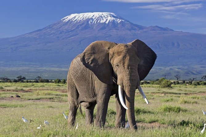 6 Days Best of Maasai Mara, Lake Nakuru and Amboseli Budget Safari