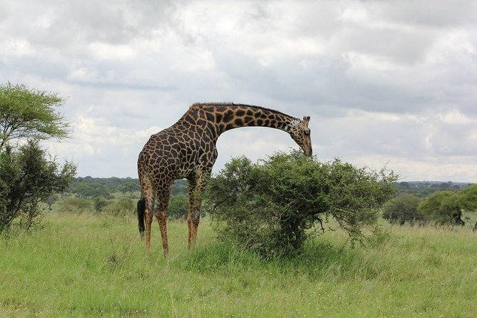 6 Days Budget Camping Tanzania Safari Highlights - Whats Included in the Package