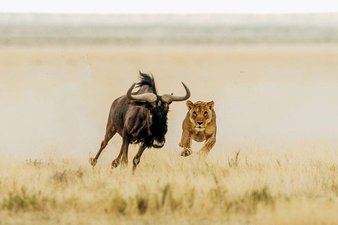 6 Days Luxury Safari Ngorongoro, Manyara and Serengeti