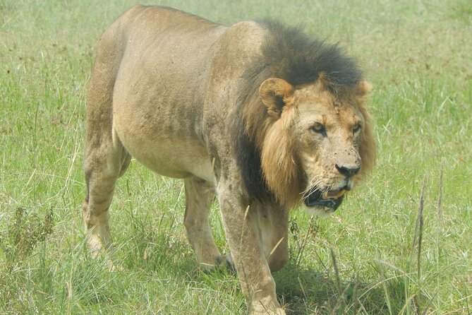 6 Days Private Migration Tour in Kenya