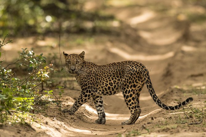 6 Days Private Tour With English Speaking Guide - Explore Sri Lanka - Tour Highlights