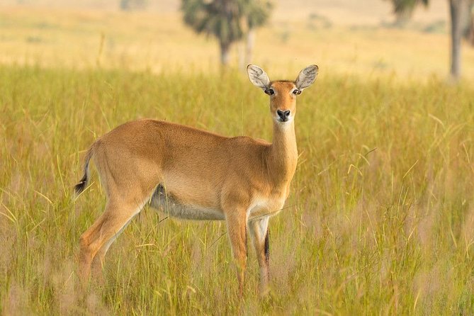 6 Days Queen Elizabeth , Bwindi and Lake Mburo Park Safari - Tour Itinerary