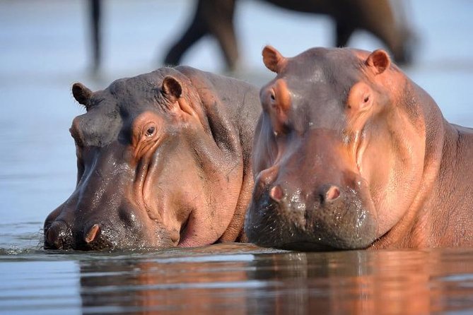 6 Days Savannah Wildlife &Primates Safari Trip. - Trip Overview