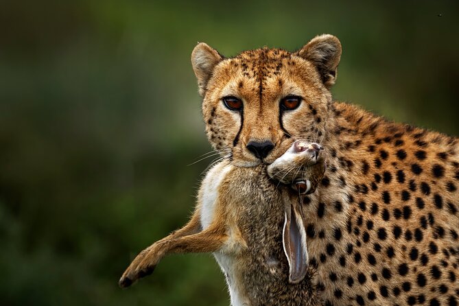 6 Days Serengeti Big Five Mid-Range Lodge Safari in Tanzania - Daily Itinerary