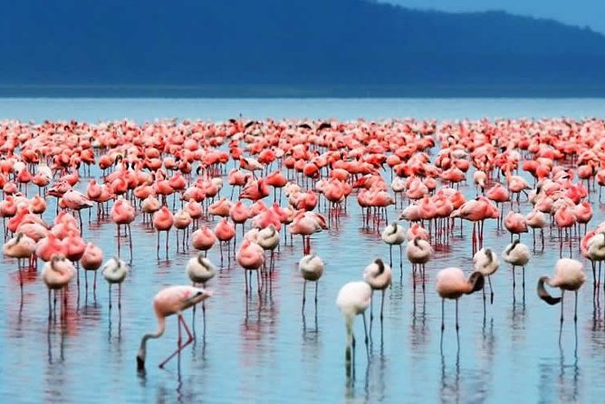 6 Days Unforgettable Safari in Masai Mara, Nakuru, and Amboseli, Kenya