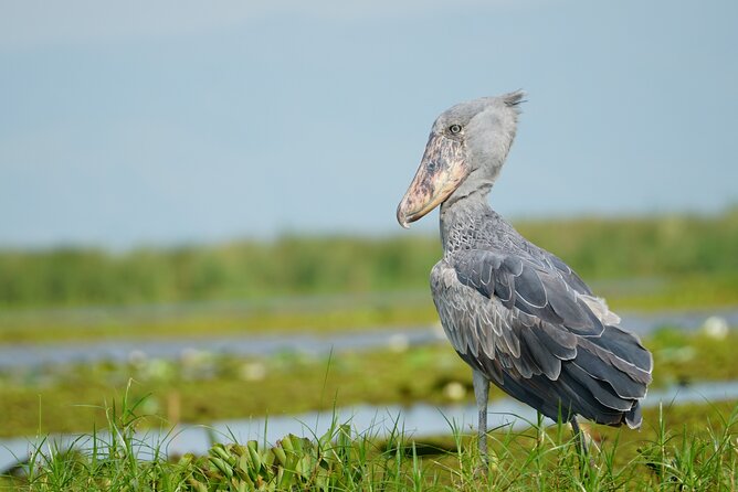 6 Hours Shoebill Stock and Mabamba Birding Private Experience - Experience Overview