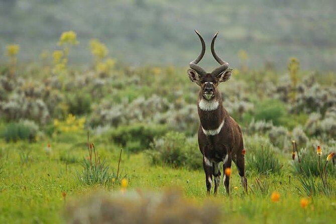 7-Day Bale Mountains National Park Tour - Meal Plan