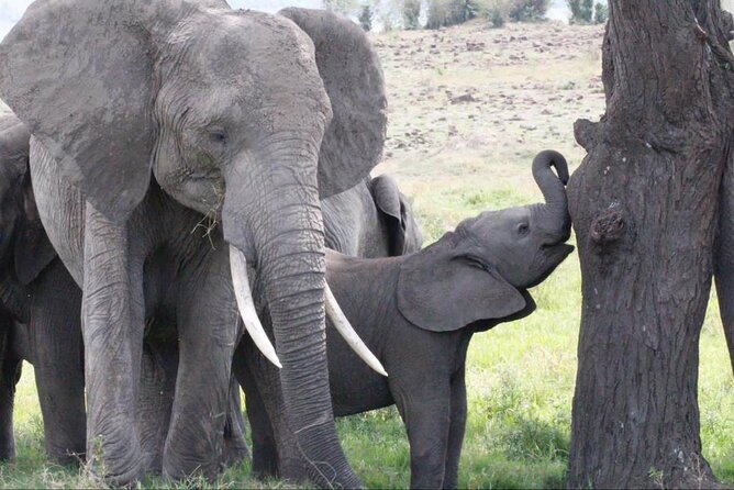 7 Day Discover Tanzanias Wildlife Wonders Safaris Adventure - Accommodation and Dining Options