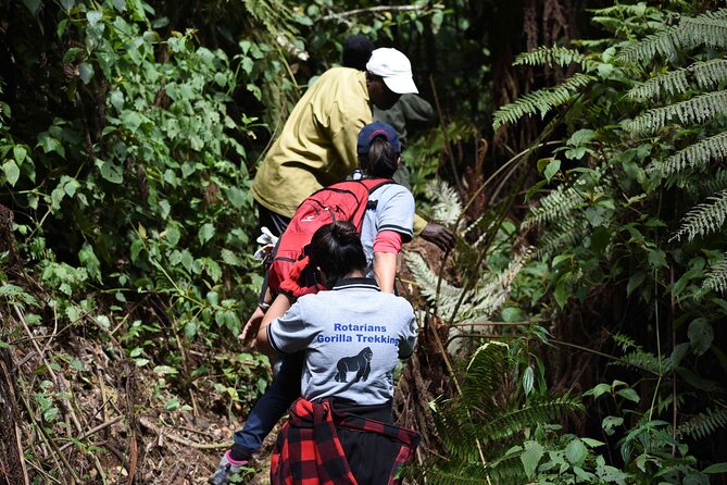 7-Day Private Gorilla Tracking and Wildlife Safari From Entebbe