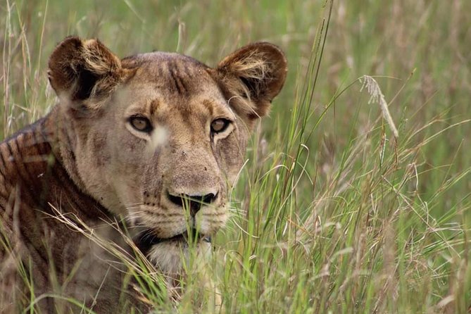 7 Day Private Mid Range Big Five Safari to Tanzania Park