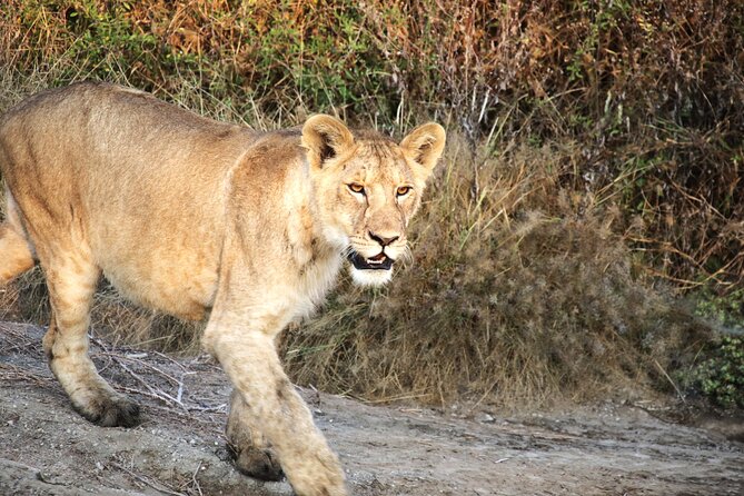 7 DAY SERENGETI – Get The Real Touch of Nature