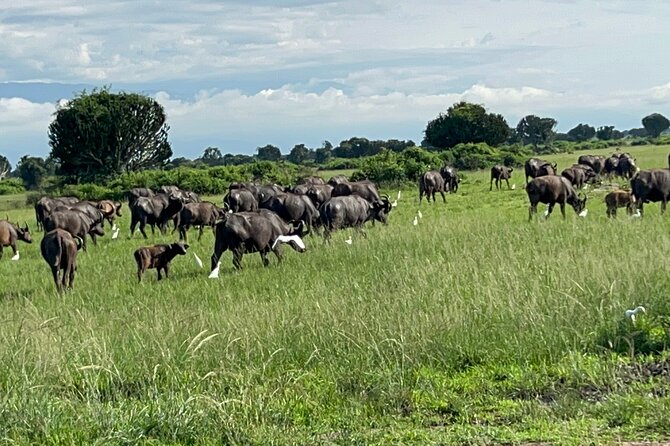 7 Day Wildlife Tour, Mount Bisoke Hiking & Gorilla Trekking Trip - Tour Overview