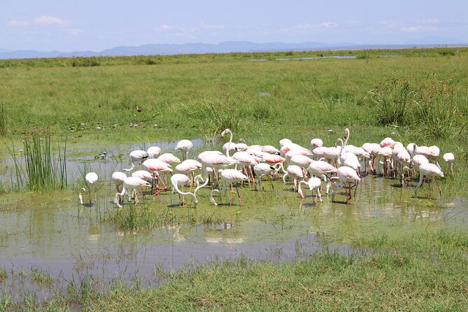 7 Days, 6 Nights Wildlife Photography and Birding Safari - Birding Highlights