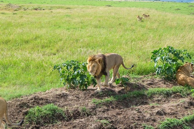 7 Days Best of Wildlife Guided Safari in Kenya