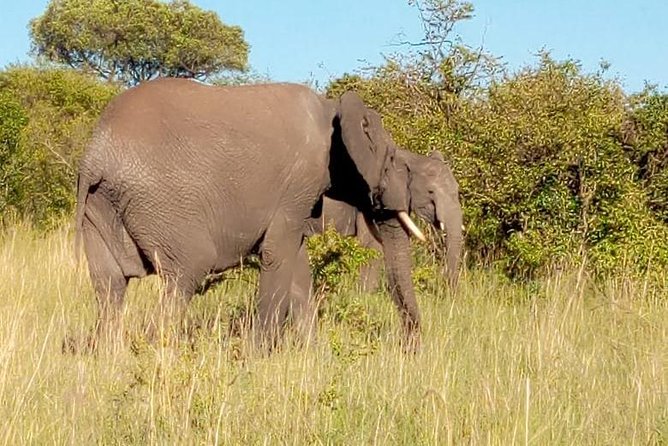 7 Days Best of Wildlife Guided Safari in Kenya