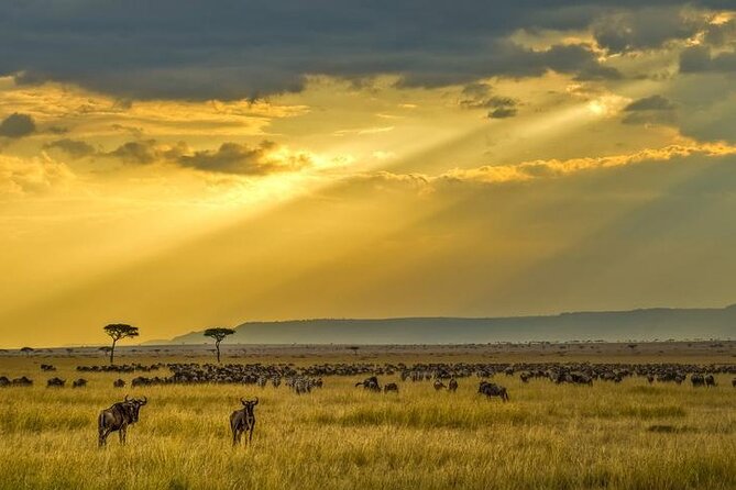 7 Days Big Five Safari Amboseli , Lake Nakuru and Masai Mara - Lake Nakuru Safari Experience