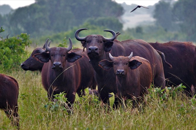 7 Days Gorilla and Queen Elizabeth Park Safari - Itinerary Details