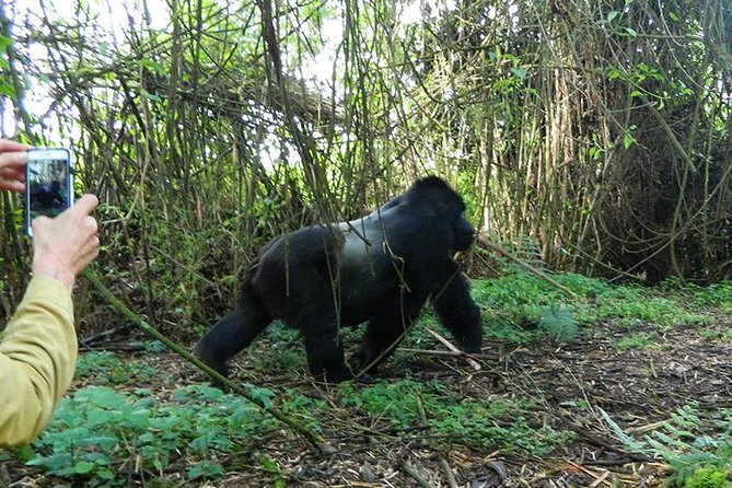 7 Days Gorilla, Bisoke Hiking And Columbus Monkey Safari (min 2 ) - Inclusions and Exclusions