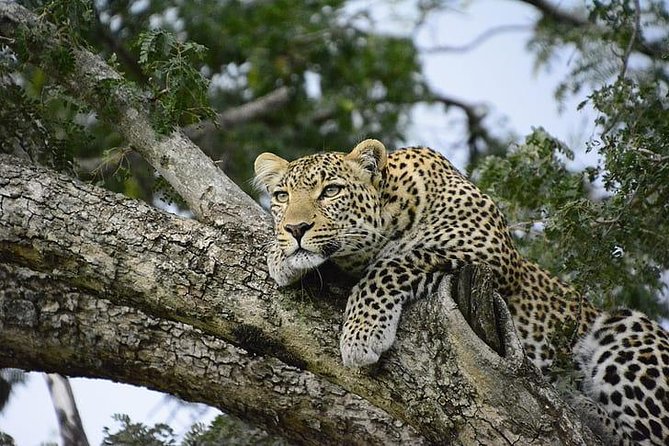 7 Days-Lake Manyara, Olduvai Gorge, Serengeti, Ngorongoro Crater & Tarangire - Accommodation and Meals Included